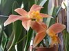 Cattleya neokantskyi × jongheana